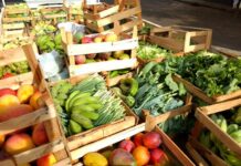 Programa de Aquisição de Alimentos: confira regras e prazos para execução em Municípios prioritários